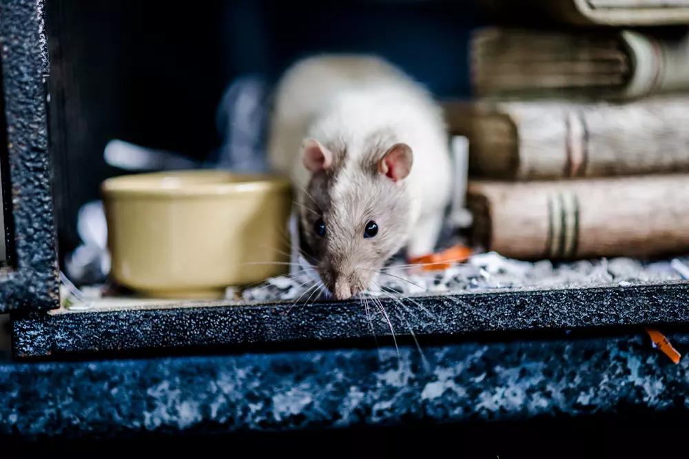 Caring for Your Pet Rat Advice Guidance Blue Cross